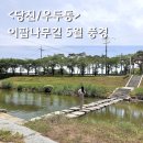 당진 이팝나무길 5월 풍경 후기 / 원우교 따라 걷기 좋은 당진천 산책