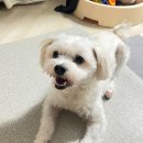 제주24시숨동물의료센터 | [수원 동물병원] 24시 숨 동물의료센터 곰팡이성피부병 진료 후기| 야간진료 | 애견호텔