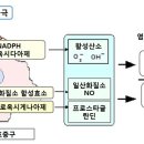 울금에 함유된 커큐민은 항산화 작용과 항염증 작용에 의해 암을 예방한다 이미지