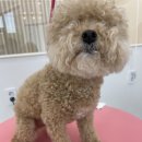 단비네펫살롱 이미지