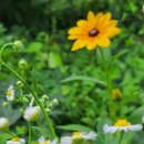 루드베키아 이미지