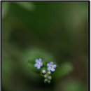 둘둘마리 이미지