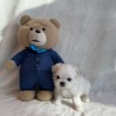 도그마루 강아지 고양이 양산화명점 이미지