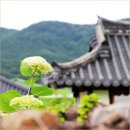 팔공산 둘레길 16구간 | 대구 군위 한밤마을 돌담길 금레당 카페 수국 군위 여행