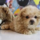 도그마루 강아지고양이 안양점 이미지