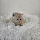 수원고양이분양 드림캣 안심분양센터 이미지