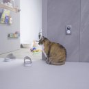 누리동물병원 | PKD 고양이 도도 정기검진 5차｜원주 누리동물병원 건강검진 후기