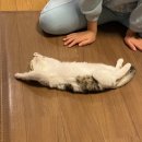 대자로 이미지