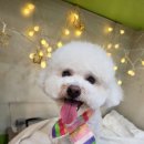 도도애견 이미지