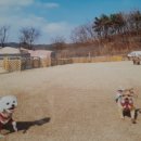 피플앤독느티캠핑장 이미지