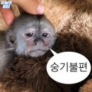 푸파 네이버블로그