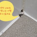 진영이진캐스빌아파트경로당 | “경남 김해 진영 이진캐스빌 욕실 폴리우레아 줄눈 — 단단한 백시멘트도 그라인더로 완벽 제거!”