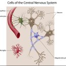 제 6장. 신경의 신호전달과 신경계의 구조 - 유튜브 동영상 이미지