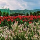 천일홍축제 이미지