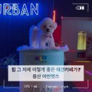 러브펫츠 | 용산 루프탑 애견카페 어반펫츠 다녀온 후기 용산애견카페추천