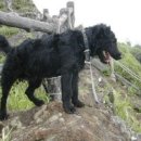 맥코이 켄넬 이미지