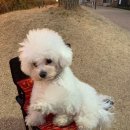 제주돈탐라1977 이미지