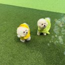 꽃피는견생 인천애견유치원 | [공지] 인천 공항 애견호텔 프리미엄 호텔링 추석연휴 사전예약제