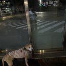 버팔로동물병원 이미지