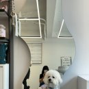 pet162다9160 | 남양주 원데이클래스 라운지펫 펫푸드 수업후기