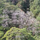 소나무숲 이미지