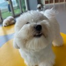 옐레드 시흥은계호수점 이미지