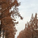 민원버스정류장 | 창원가로수길카페 고양이직원이 상주하는 지브리감성카페 호노보노 방문후기