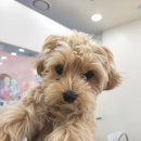 허그댕댕 이미지