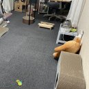 천일축사 | Dec 9; 육묘일기가 되어버린 나의 일기, 고양이 용품 후기