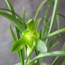 피기피기 이미지