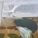 홈브리딩 이미지