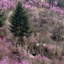 서면 동산 생태공원 | 부천 봄꽃여행 원미산 진달래동산 주차장 축제 사진찍기좋은곳