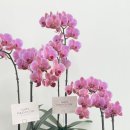 사파동358 이미지