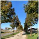 대부해솔길 7-1코스 | 여행 가볼만한곳 구봉도 대부 해솔길 1코스 7-1코스 걷기좋은길 메타세콰이어길 대부바다향기테마파크