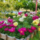 청풍미가 이미지