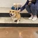 두젠틀(DOGENTLE) 이미지