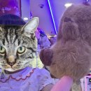 X TOP오락실 이미지