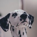 한결동물의료센터 이미지