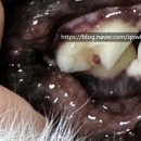 닥터각 동물병원 이미지