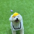 애견호텔 이미지