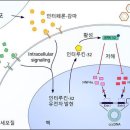 간암의 주원인 'B형 간염바이러스' 제거하는 단백질 발굴 이미지