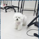 아임댕댕 이미지