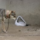 개밥그릇 이미지