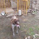 여주-0994 Daum카페