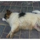 언덕위에 푸른집 이미지