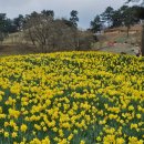 은혜농장 | [전남 구례] 구례 가볼만한곳 1티어 지리산 치즈랜드 유채꽃 피크닉 후기