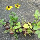 카페 다알리아 이미지