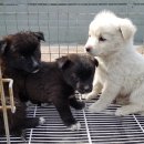 서울시, 유기동물 입양하면 동물보험 무료 가입 지원한다 이미지