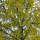 국궁장 | [경남 밀양] 금시당 &amp; 오연정 은행나무 단풍 후기 + 밀양 국궁장까지 – 노란빛 쏟아지는 가을 감성 명소