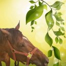 한솔승마장 이미지